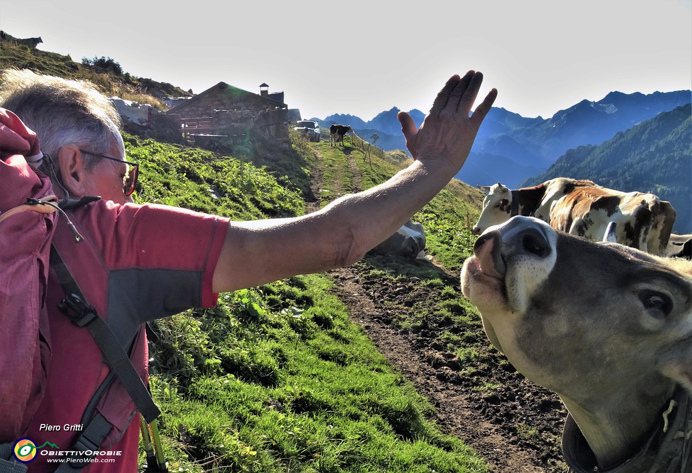 16 Incontro ravvicinato con mucca ....JPG -                                